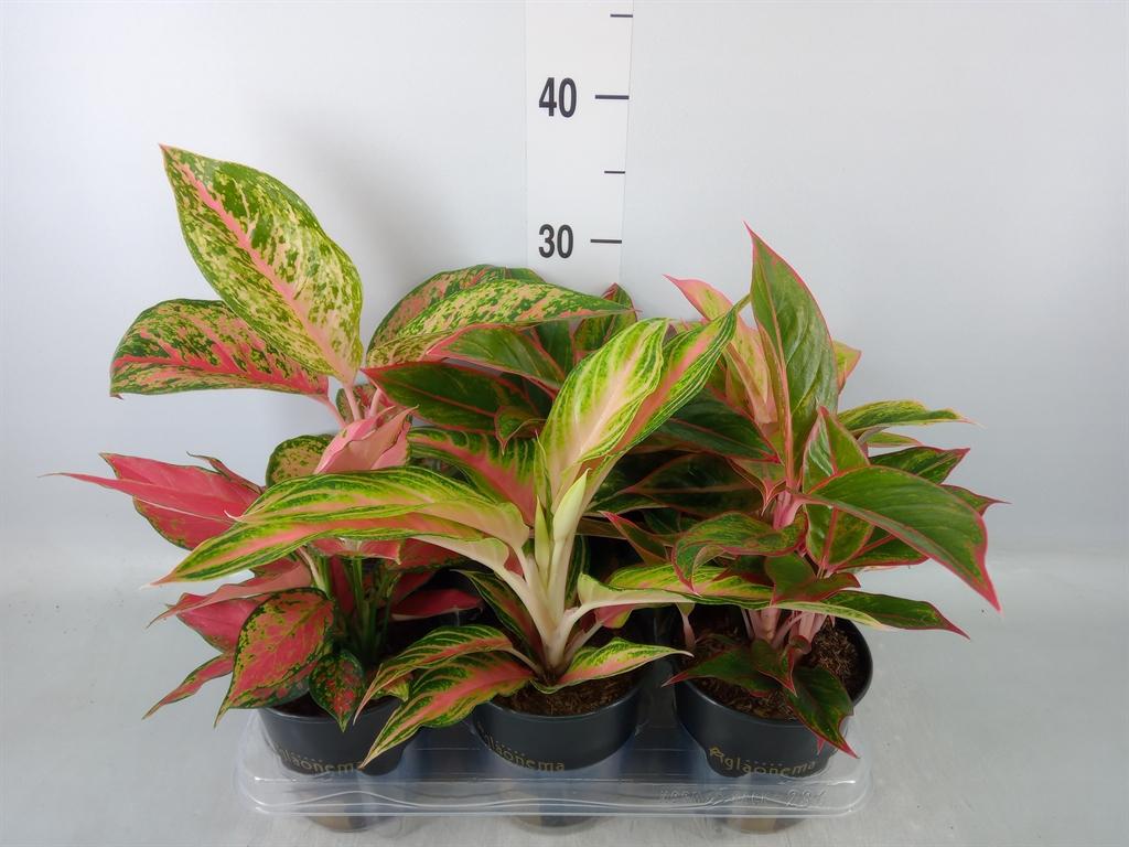 Горшечные цветы и растения оптом Aglaonema   ... от 6шт из Голландии с доставкой по России