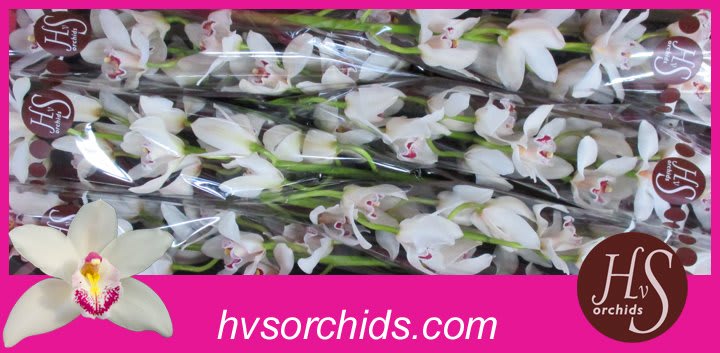 Срезанные цветы оптом Cymbidium white bf silver от 6шт из Голландии с доставкой по России