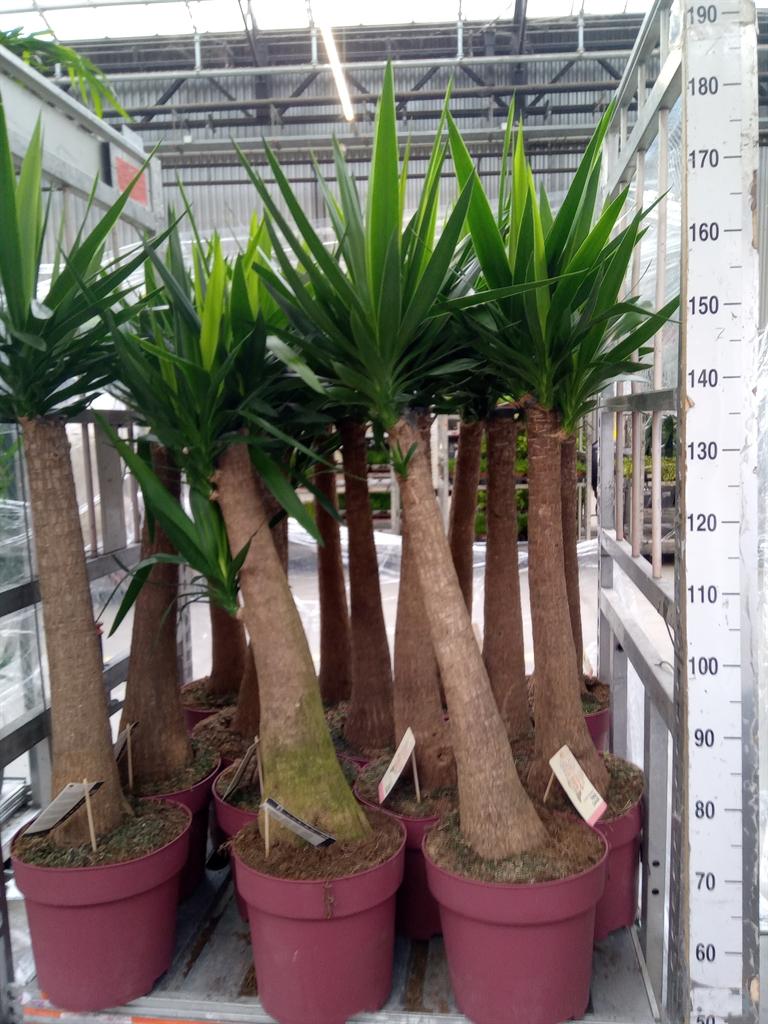 Горшечные цветы и растения оптом Yucca Maya Tree от 1шт из Голландии с доставкой по России