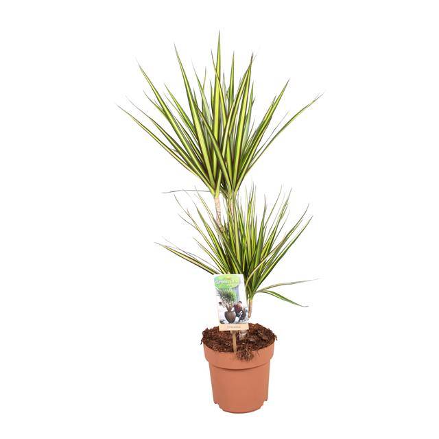 Горшечные цветы и растения оптом Dracaena Sunray 30-15 от 6шт из Голландии с доставкой по России