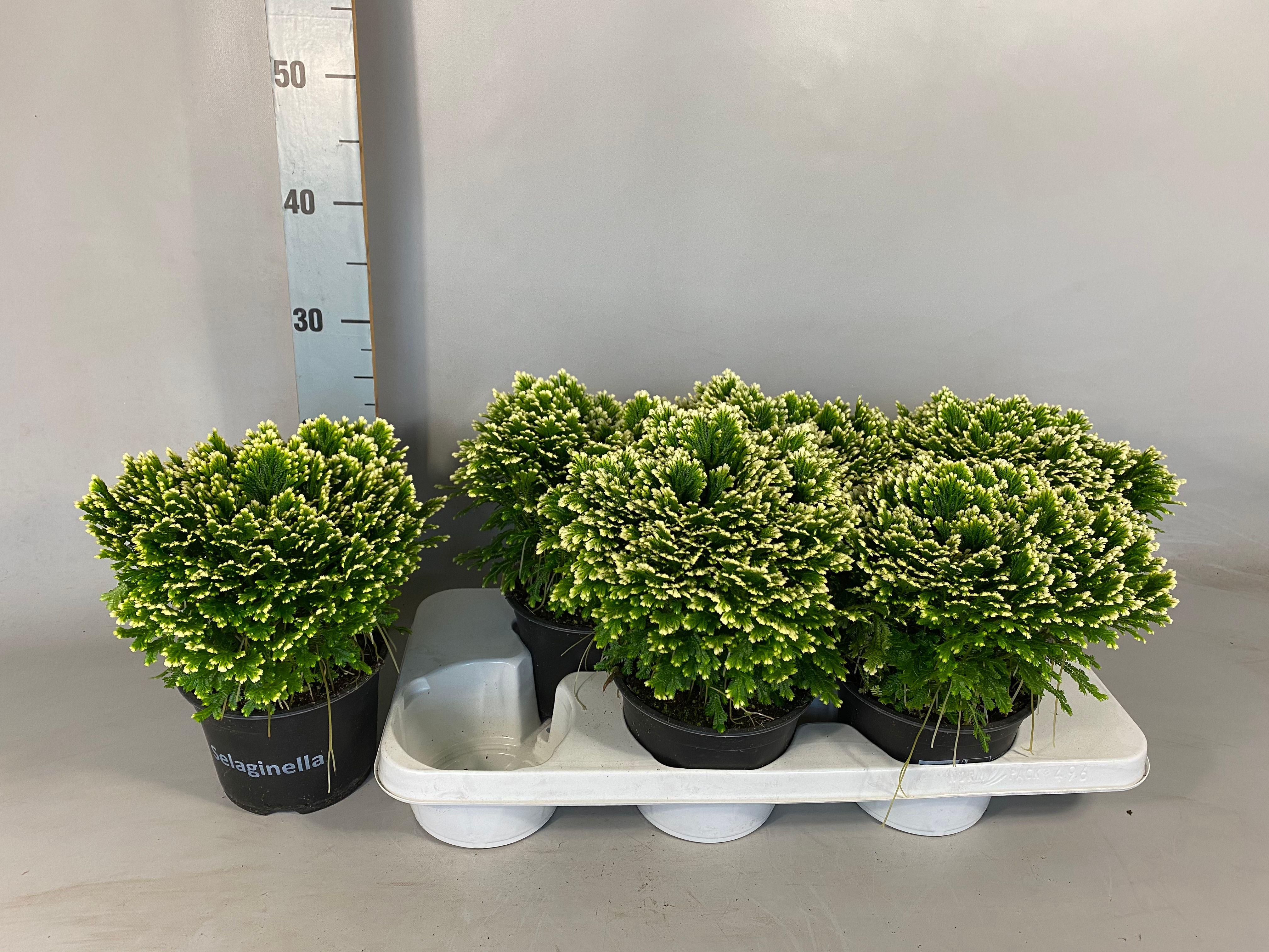 Горшечные цветы и растения оптом Selag M Jori от 6шт из Голландии с доставкой по России