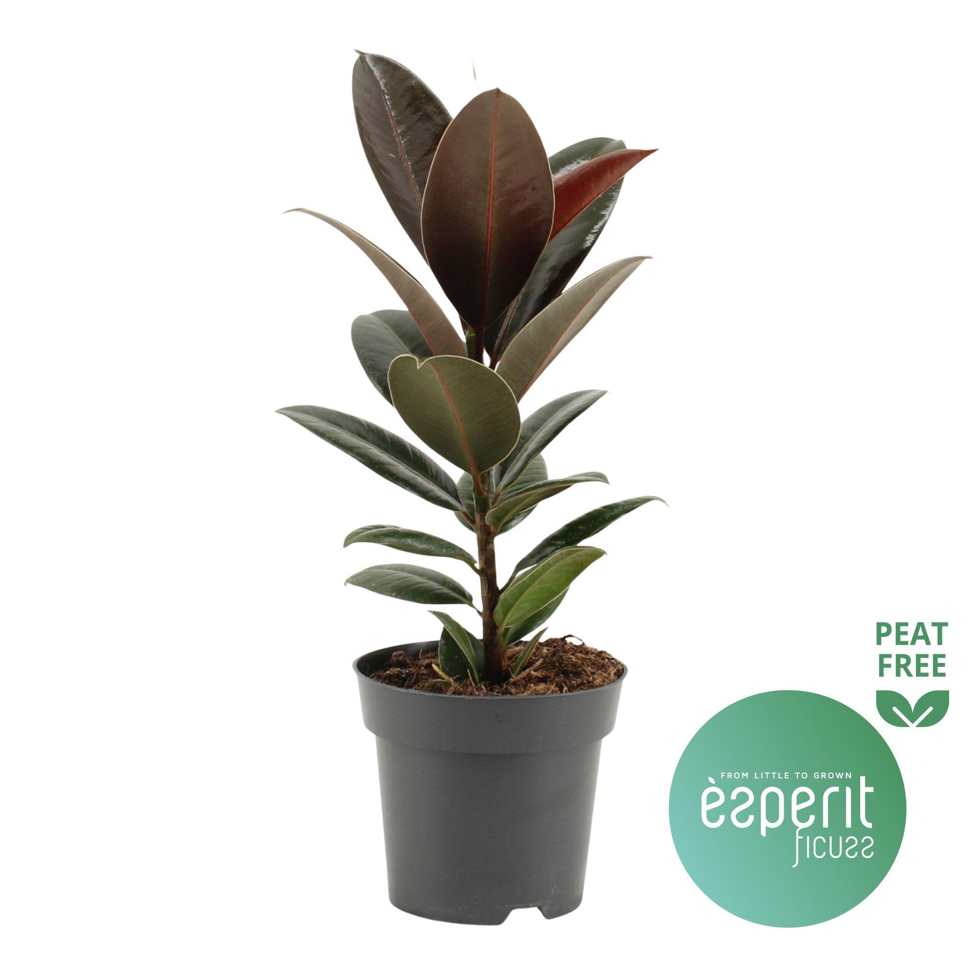 Горшечные цветы и растения оптом Ficus El Melany от 8шт из Голландии с доставкой по России