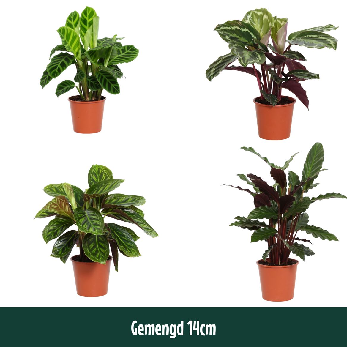 Горшечные цветы и растения оптом Calathea Mix от 8шт из Голландии с доставкой по России