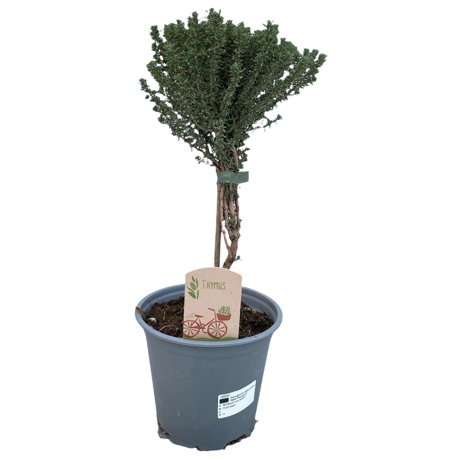 Горшечные цветы и растения оптом Thymus Vulgaris On Stem от 8шт из Голландии с доставкой по России