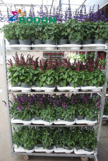Горшечные цветы и растения оптом Salvia Salgoon Gem от 6шт из Голландии с доставкой по России Горшечные цветы и растения оптом Salvia Salgoon Gem от 6шт из Голландии с доставкой по России