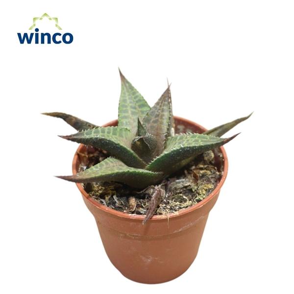 Горшечные цветы и растения оптом Haworthia Tesselata от 20шт (для телеги) из Голландии с доставкой по России