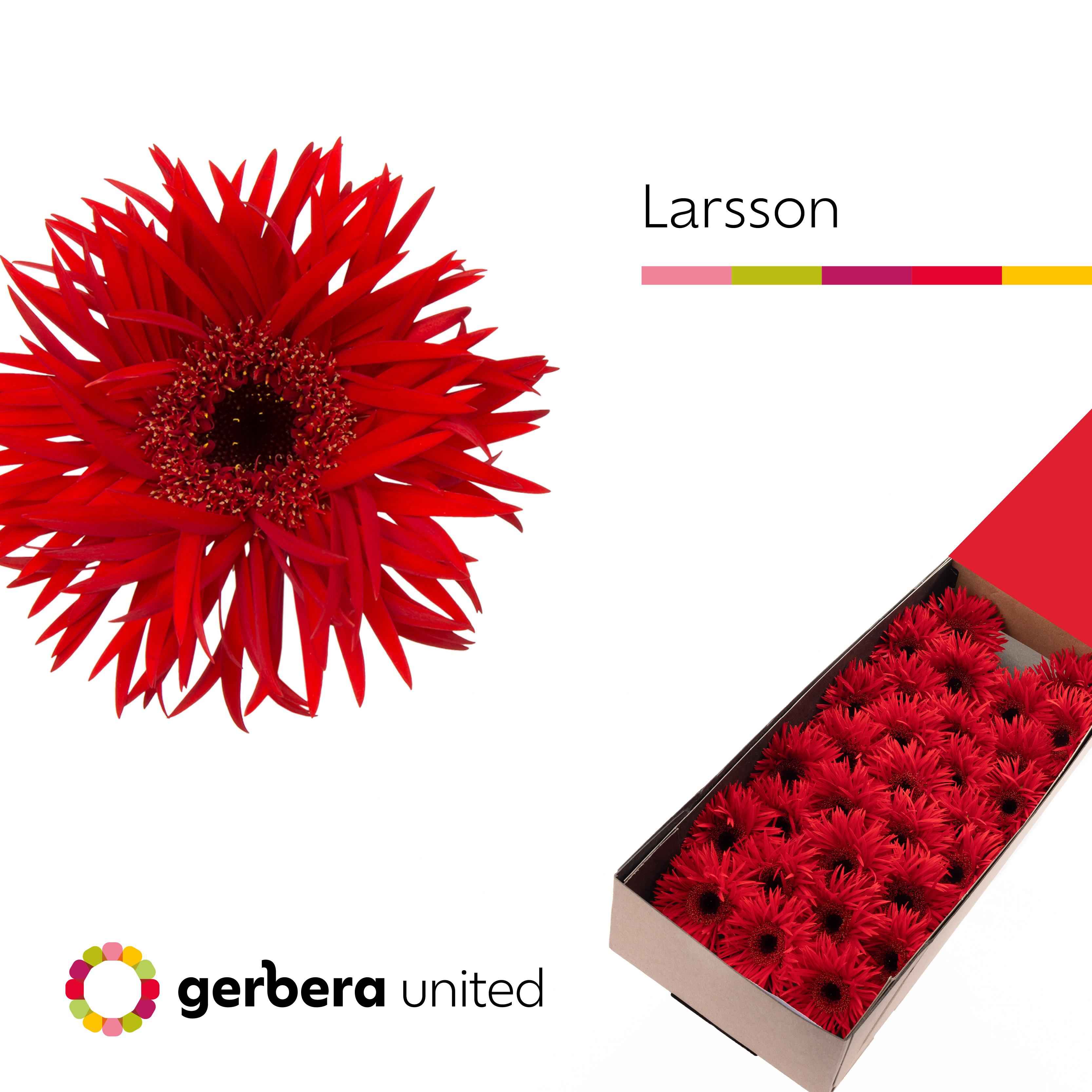 Срезанные цветы оптом Germini larsson от 60шт из Голландии с доставкой по России
