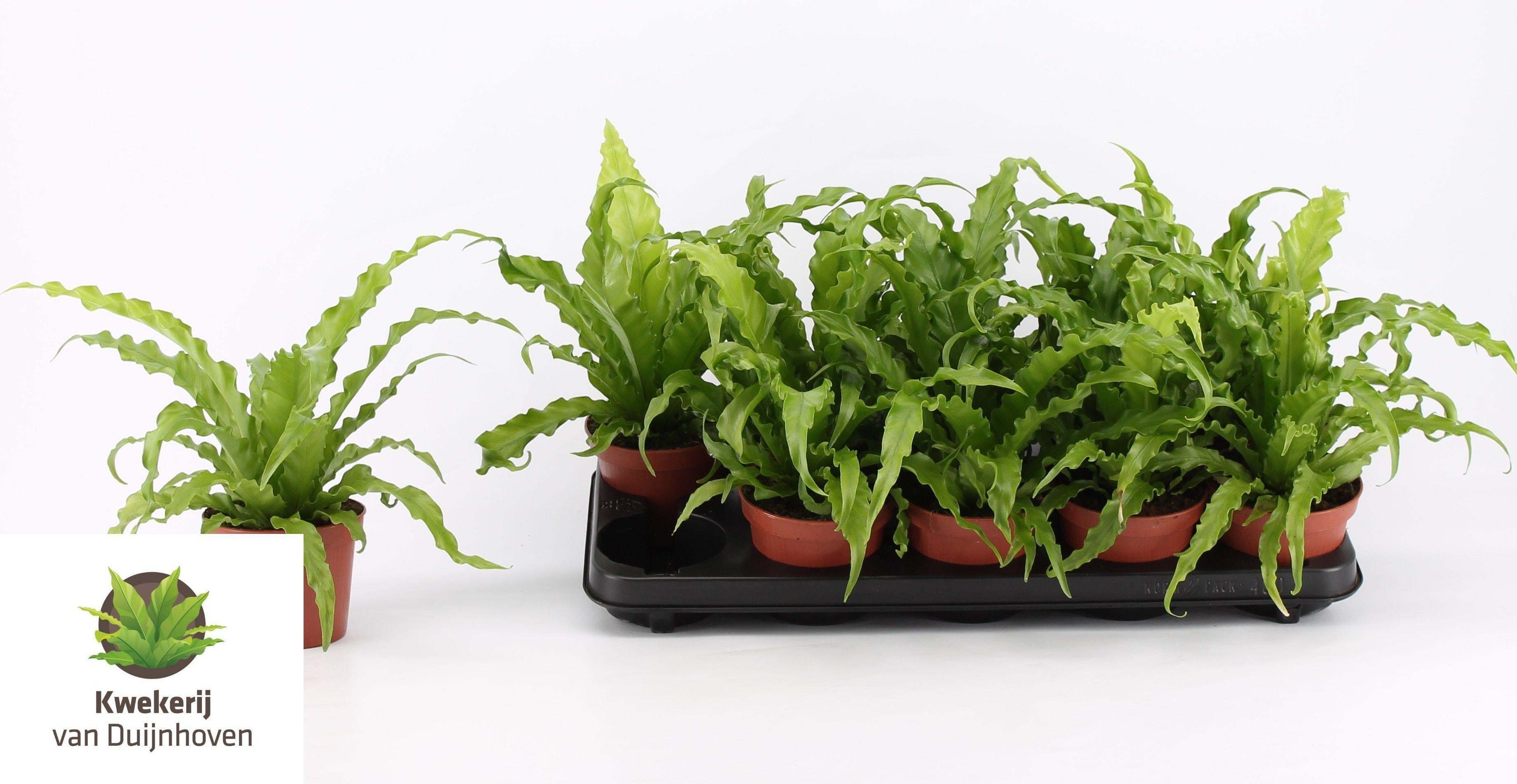 Горшечные цветы и растения оптом Asple Ant Osaka от 10шт из Голландии с доставкой по России