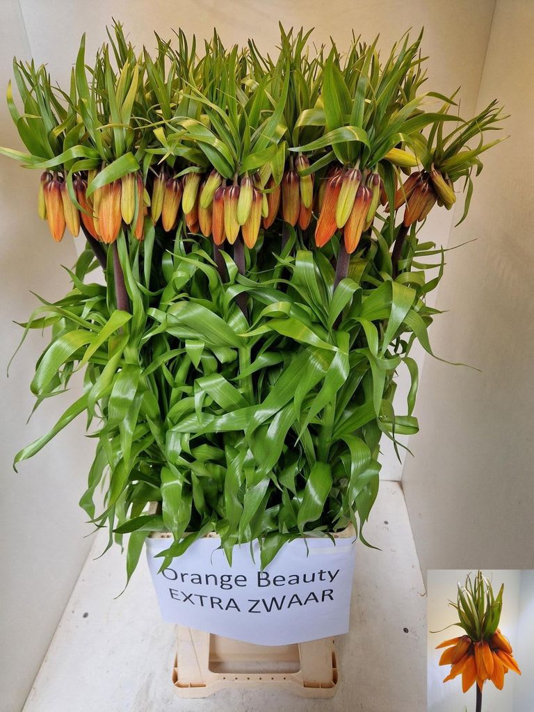 Срезанные цветы оптом Fritillaria orange beauty от 25шт из Голландии с доставкой по России