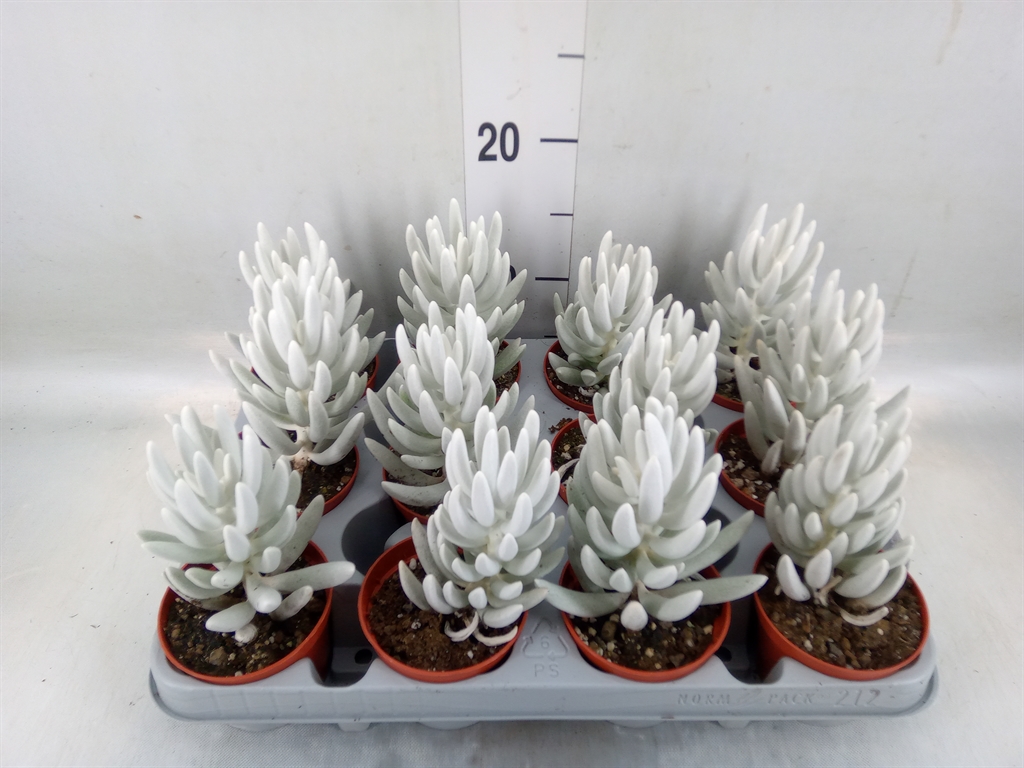 Горшечные цветы и растения оптом Senecio   ... от 12шт (для телеги) из Голландии с доставкой по России