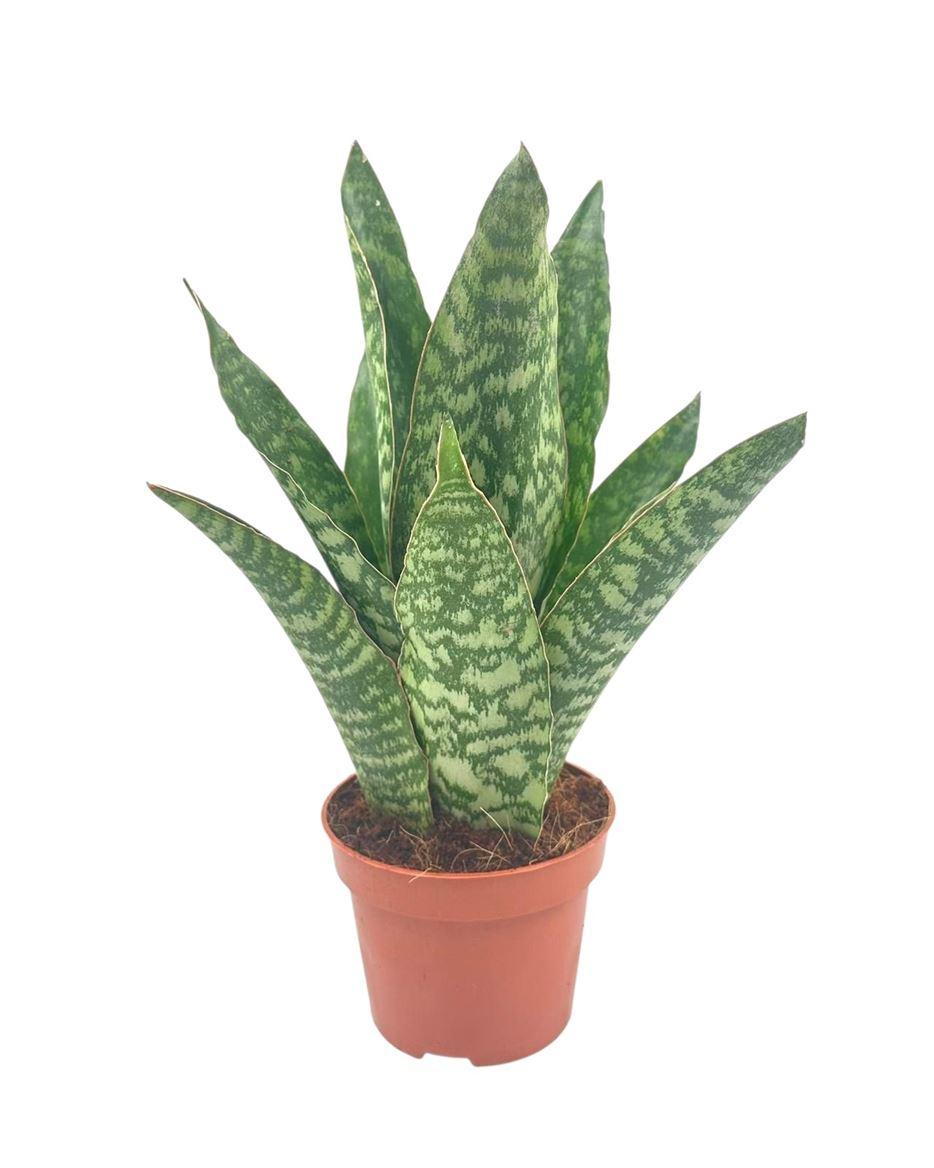 Горшечные цветы и растения оптом Sansevieria Aubrytiana 12 Cm от 10шт из Голландии с доставкой по России
