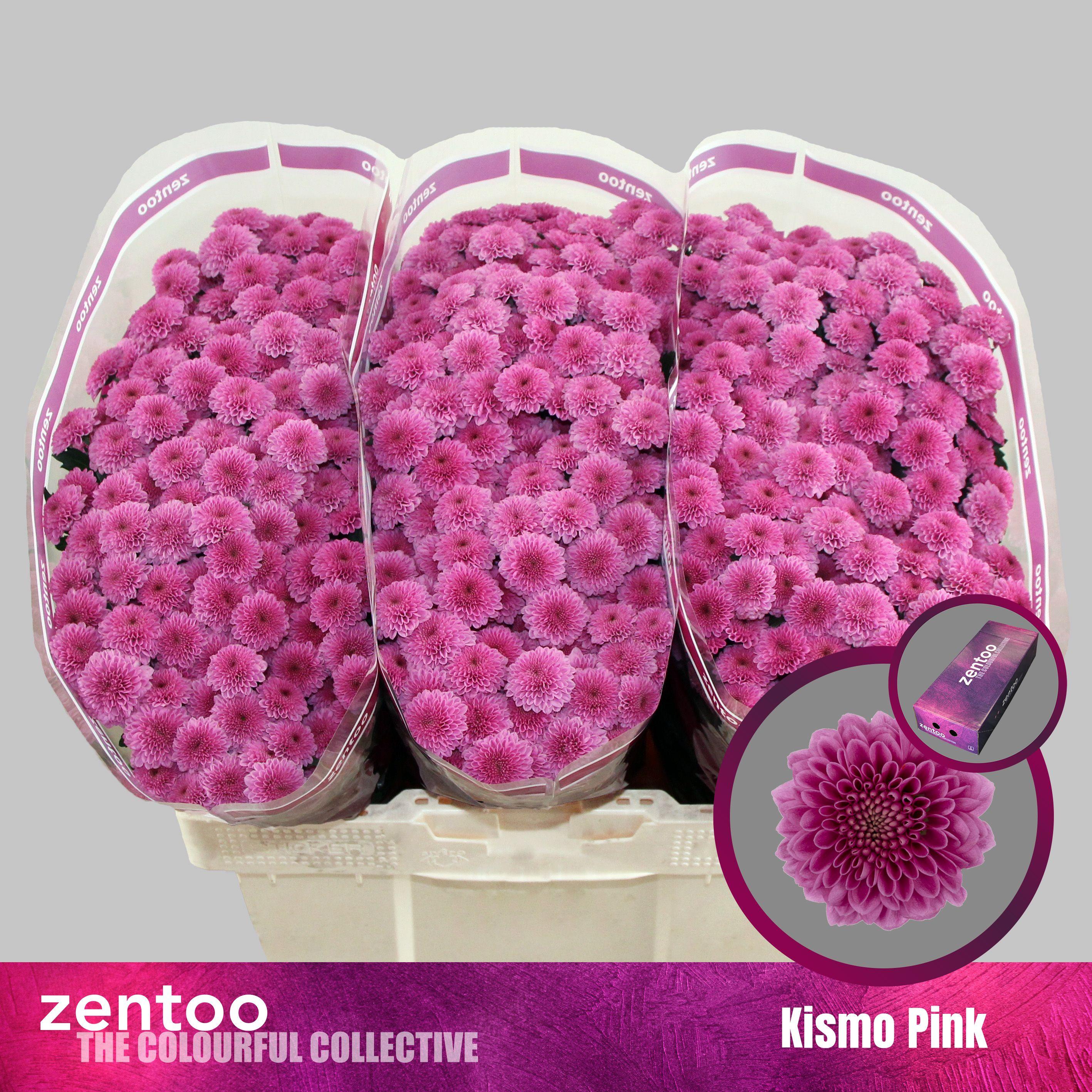 Срезанные цветы оптом Chrys sa kismo pink от 225шт из Голландии с доставкой по России