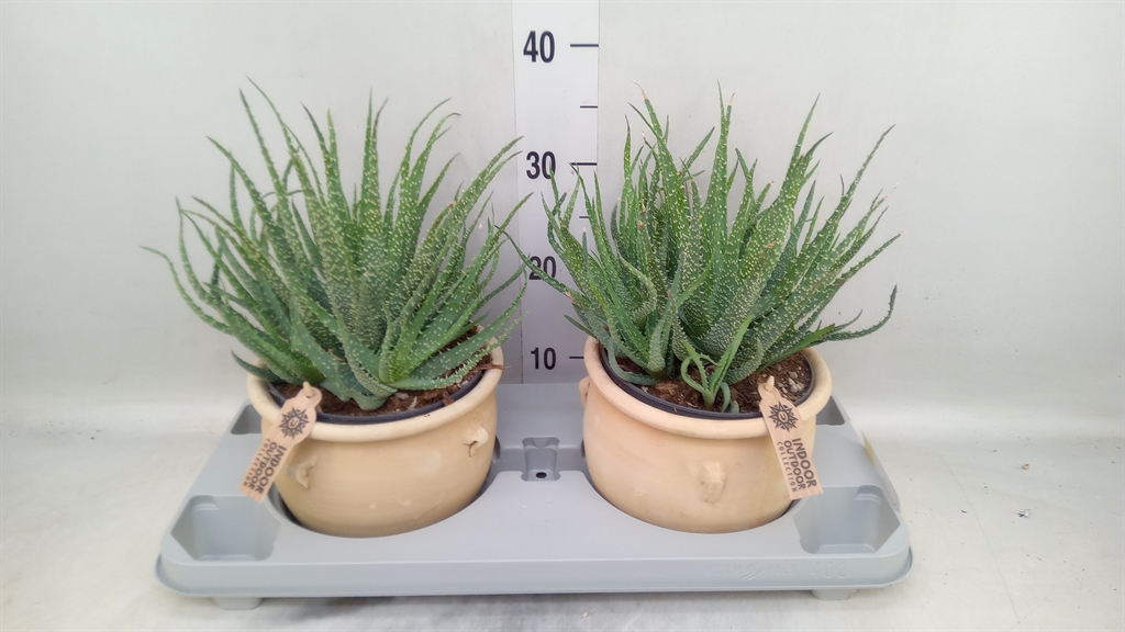 Горшечные цветы и растения оптом Aloe Humilis от 2шт из Голландии с доставкой по России
