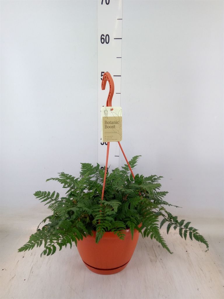 Горшечные цветы и растения оптом Polystichum Tsussimense от 1шт из Голландии с доставкой по России