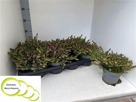 Горшечные цветы и растения оптом Erica Darleyensis kramers Rote от 8шт из Голландии с доставкой по России