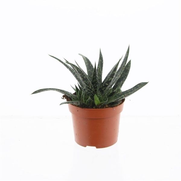 Горшечные цветы и растения оптом Gasteria Verrucosa от 6шт из Голландии с доставкой по России