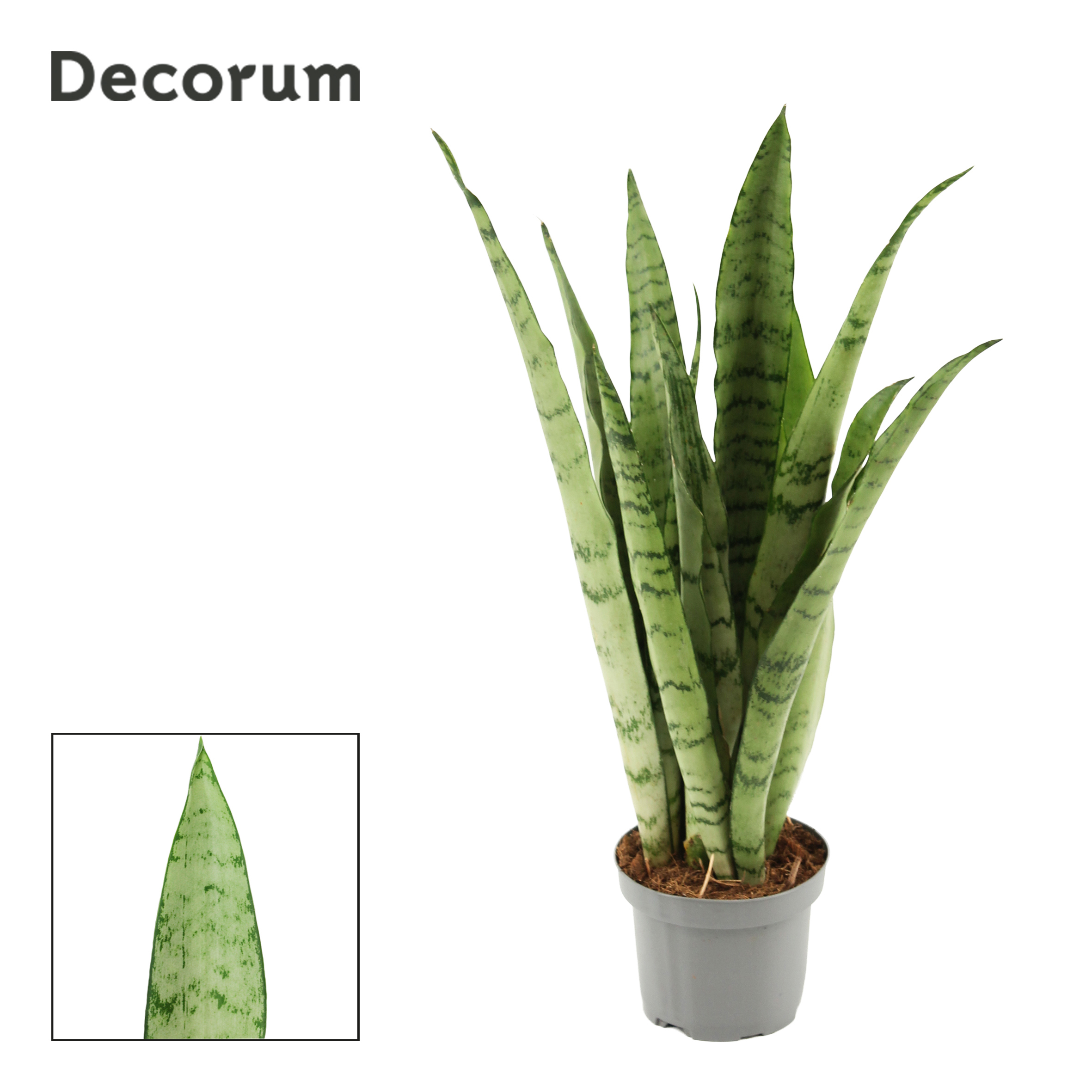 Горшечные цветы и растения оптом Sansevieria Peppermint (decorum) от 18шт (для телеги) из Голландии с доставкой по России