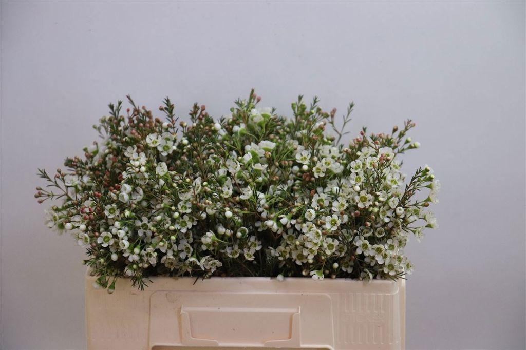 Срезанные цветы оптом Chamelaucium sirius от 100шт из Голландии с доставкой по России