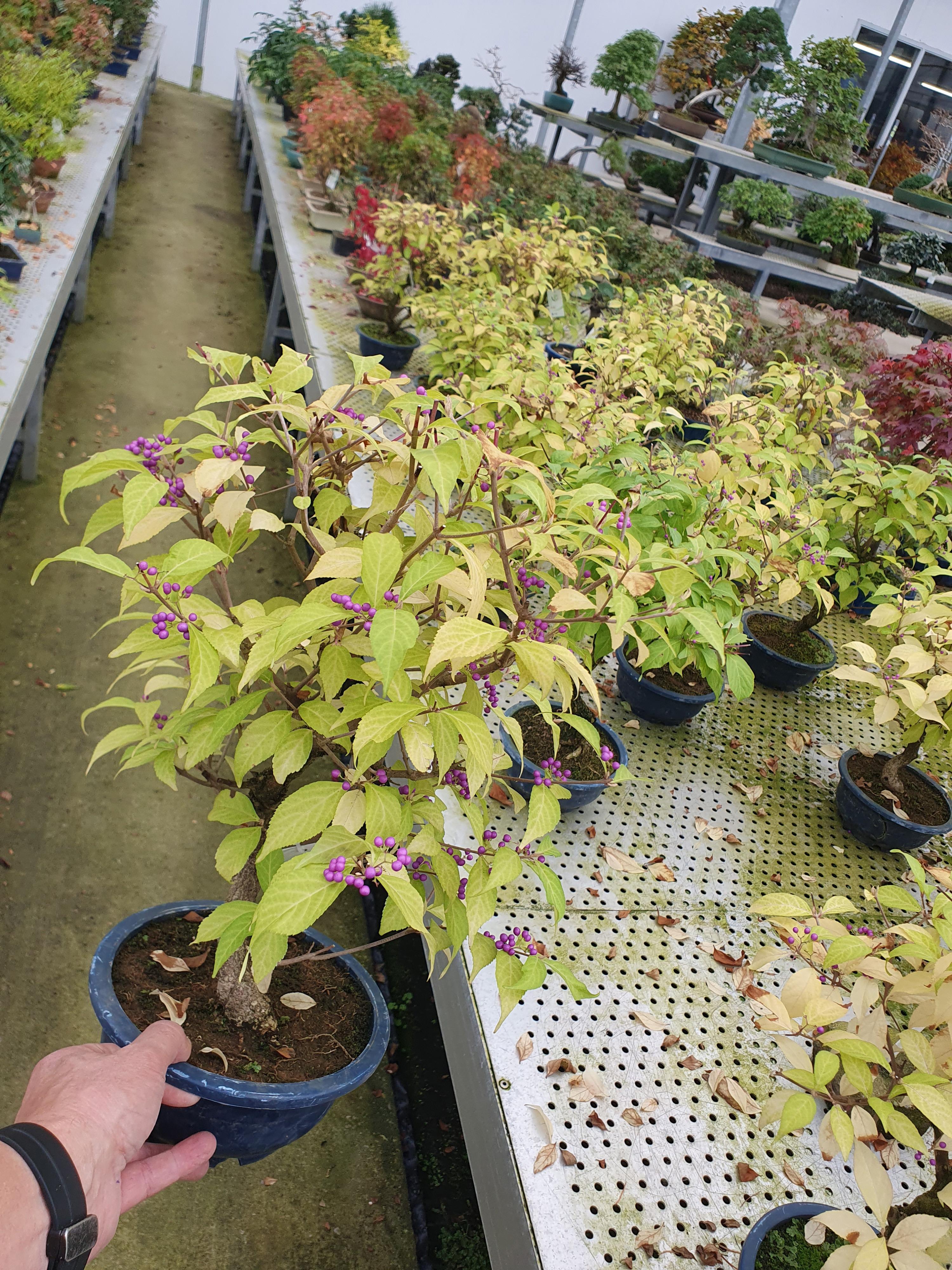 Горшечные цветы и растения оптом Callicarpa Japonica, Trainingspot 19cm. от 1шт из Голландии с доставкой по России