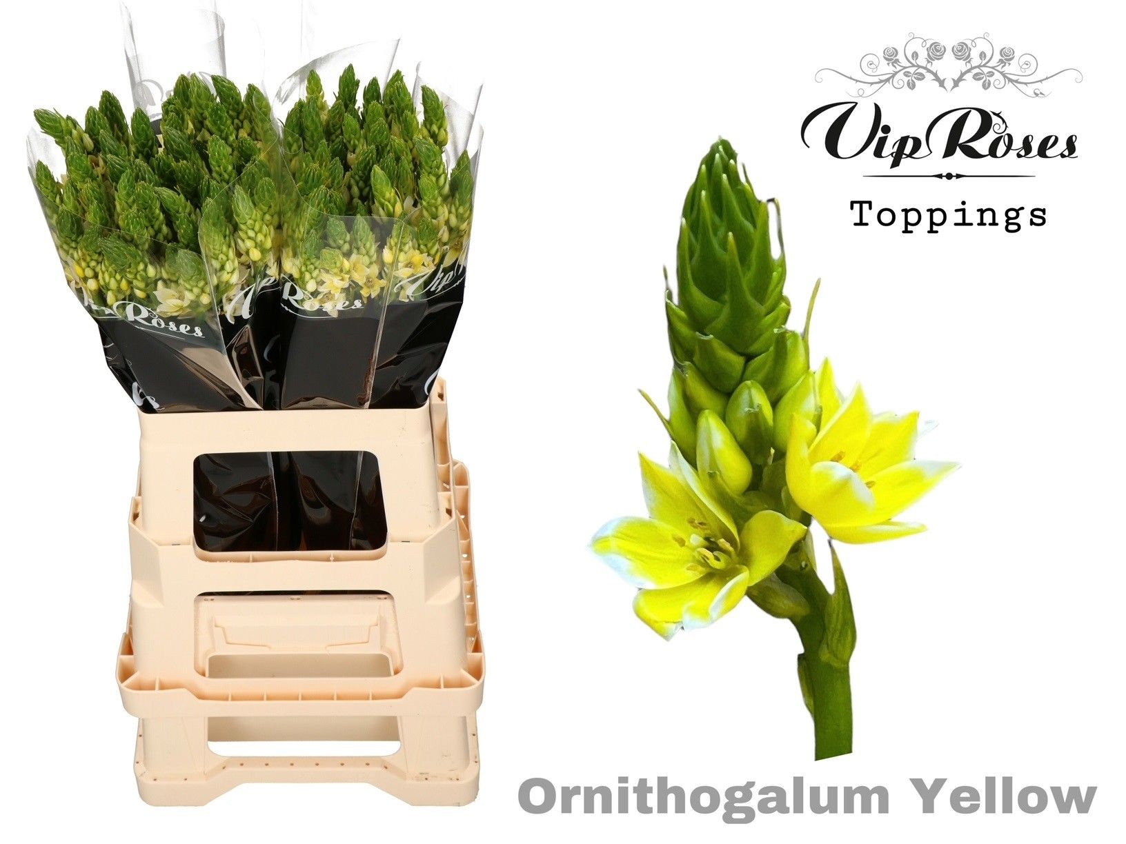 Срезанные цветы оптом Ornithogalum paint yellow от 100шт из Голландии с доставкой по России