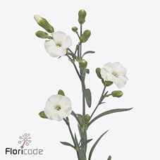 Срезанные цветы оптом Dianthus sp solandis calmfly от 60шт из Голландии с доставкой по России