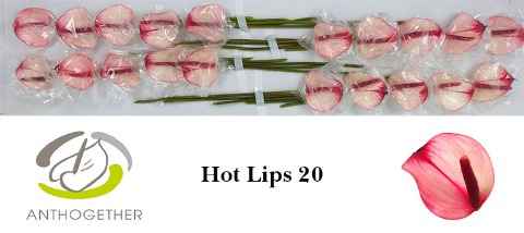 Срезанные цветы оптом Anthurium hot lips от 20шт из Голландии с доставкой по России