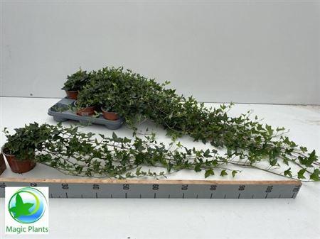 Горшечные цветы и растения оптом Hed He Shamrock 85cm Rank от 8шт из Голландии с доставкой по России