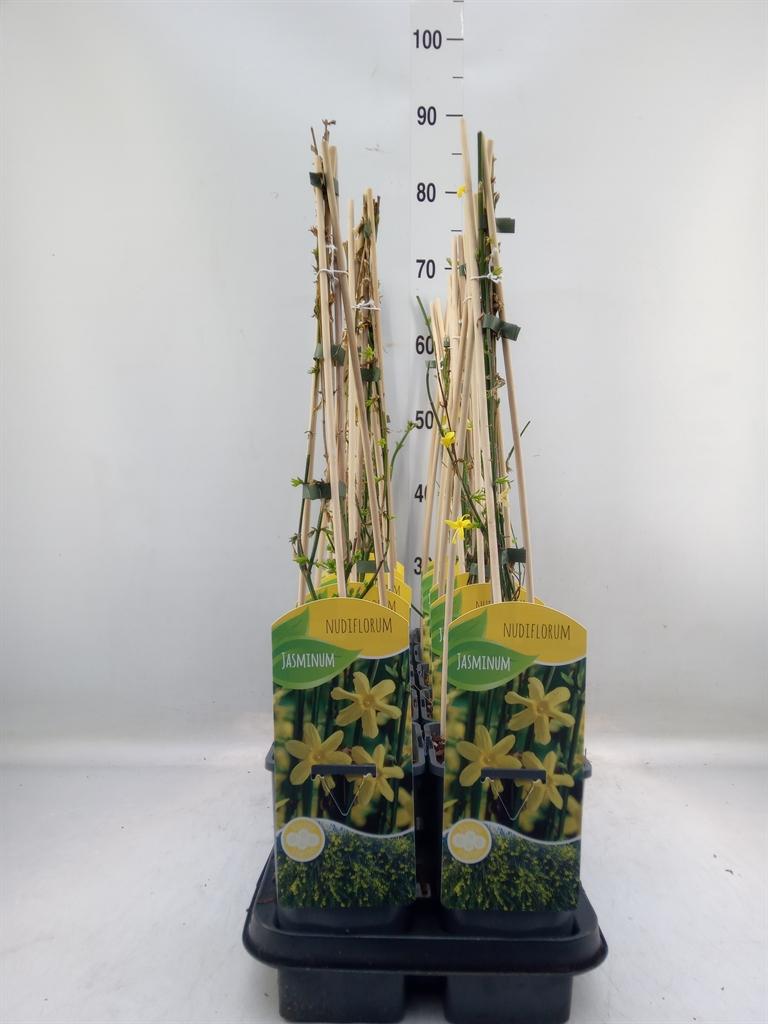 Горшечные цветы и растения оптом Jasminum Nudiflorum от 10шт из Голландии с доставкой по России