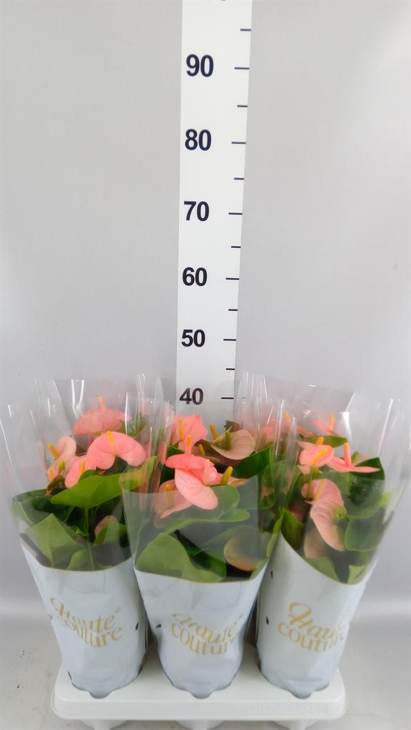 Горшечные цветы и растения оптом Anthurium Andr. spirit A от 6шт из Голландии с доставкой по России