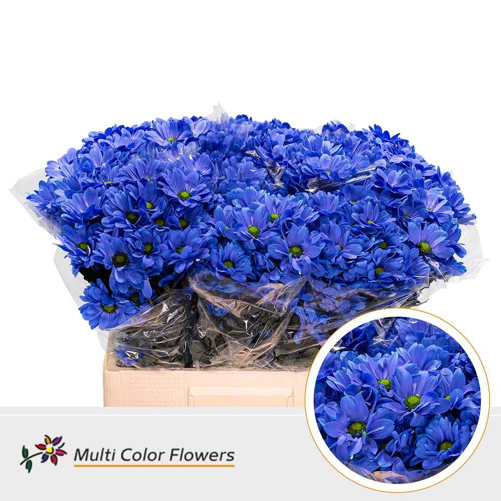 Срезанные цветы оптом Chrys sp paint kennedy blue от 40шт из Голландии с доставкой по России