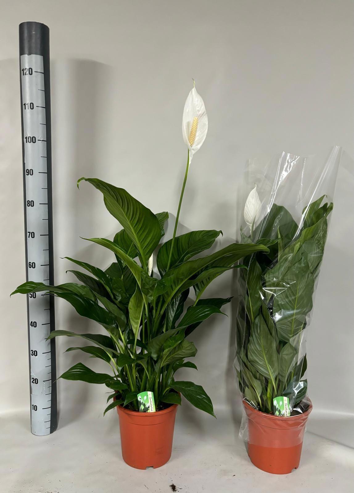 Горшечные цветы и растения оптом Spath Sweet Lauretta от 1шт из Голландии с доставкой по России