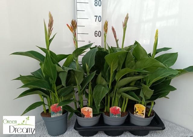 Горшечные цветы и растения оптом Canna Cannova Gem от 6шт из Голландии с доставкой по России