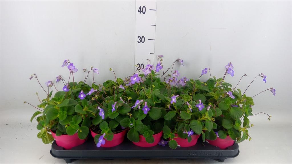 Горшечные цветы и растения оптом Streptocarpus Saxorum от 10шт из Голландии с доставкой по России