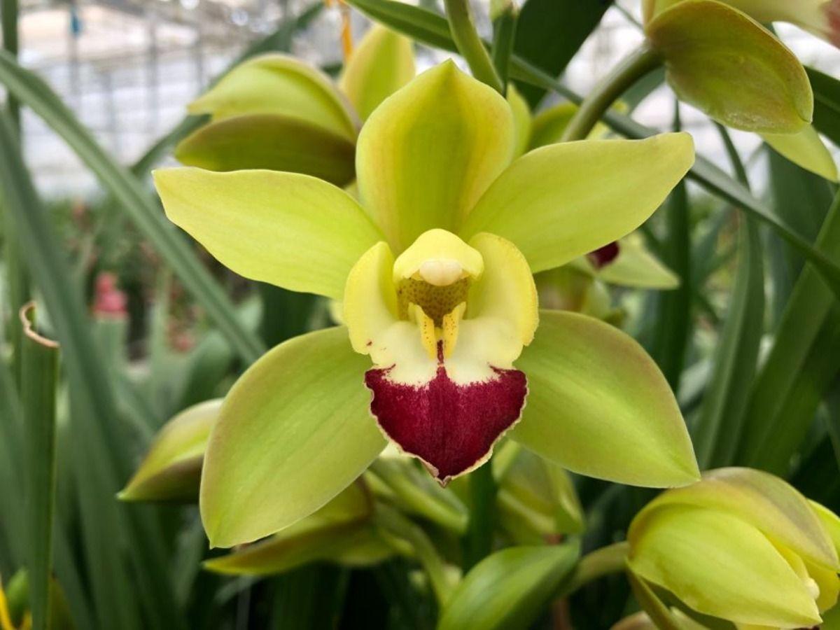 Срезанные цветы оптом Minicymbidium green breeze lisa A от 10шт из Голландии с доставкой по России