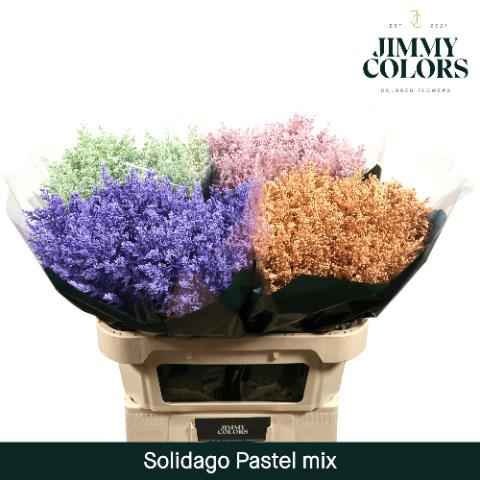 Срезанные цветы оптом Solidago paint mix pastel от 100шт из Голландии с доставкой по России