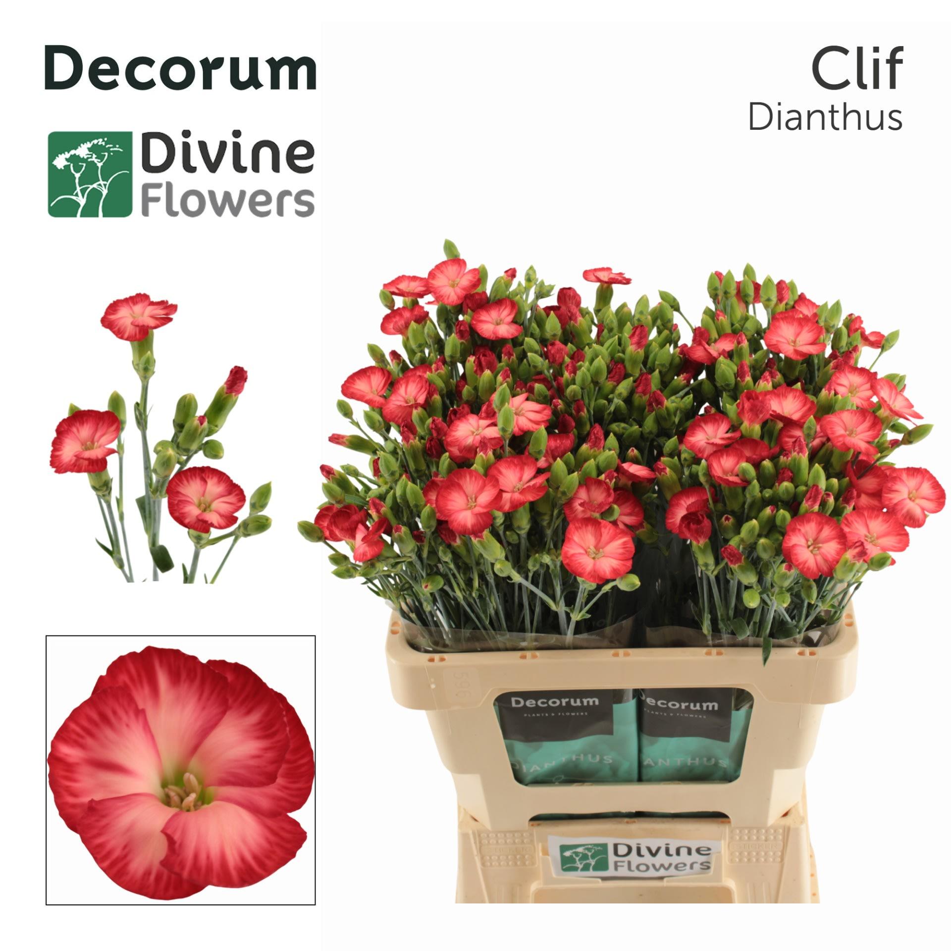 Срезанные цветы оптом Dianthus sp solomio clif от 60шт из Голландии с доставкой по России