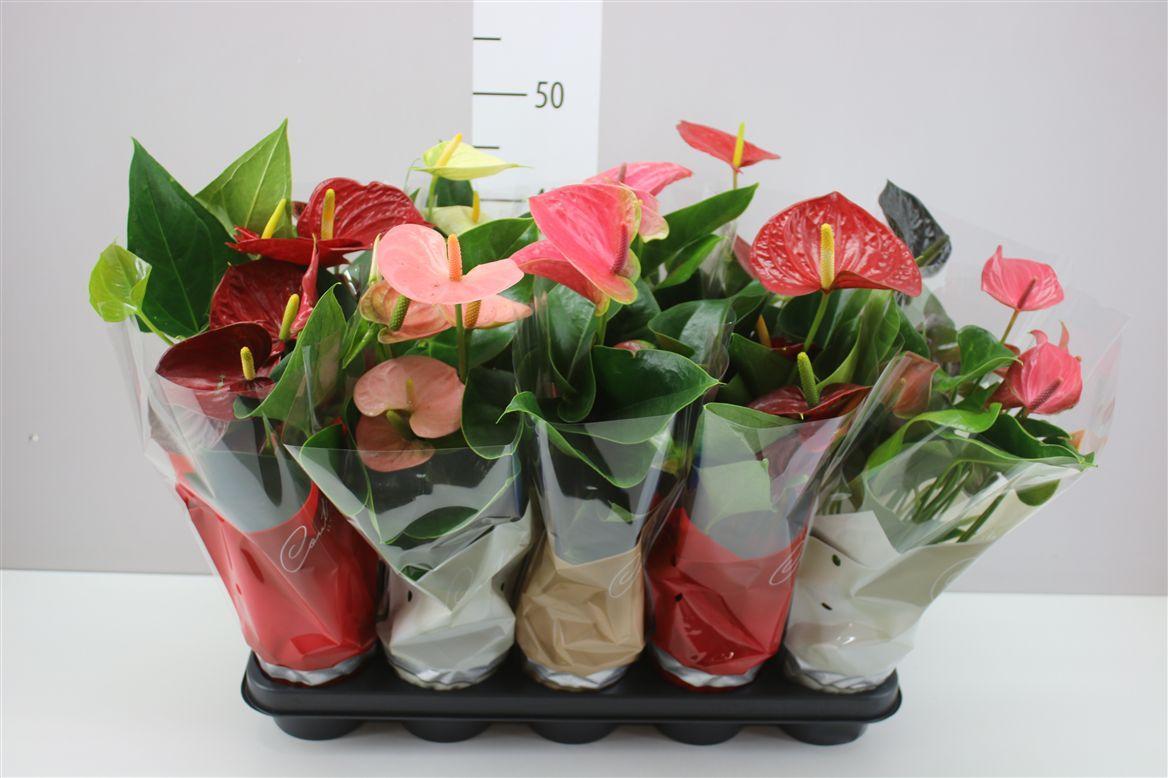 Горшечные цветы и растения оптом Anth An Mix 4+ от 10шт из Голландии с доставкой по России