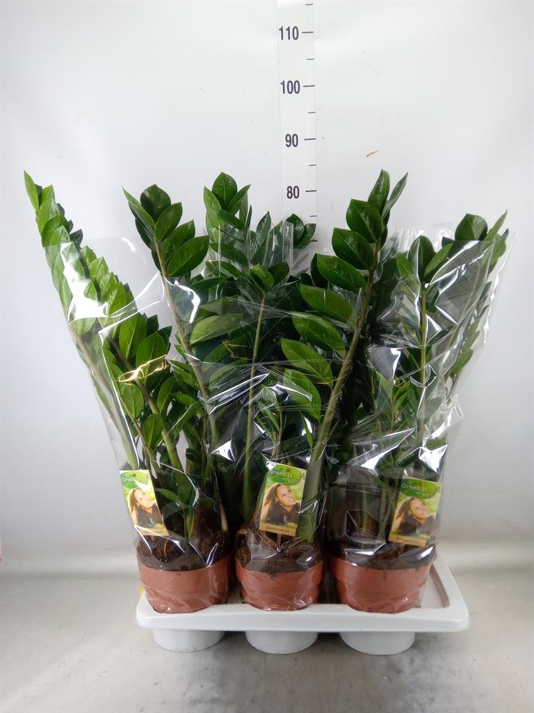 Горшечные цветы и растения оптом Zamioculcas Zamiifolia от 6шт из Голландии с доставкой по России