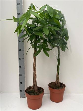 Горшечные цветы и растения оптом Pachira Aquatica 5+ от 1шт из Голландии с доставкой по России