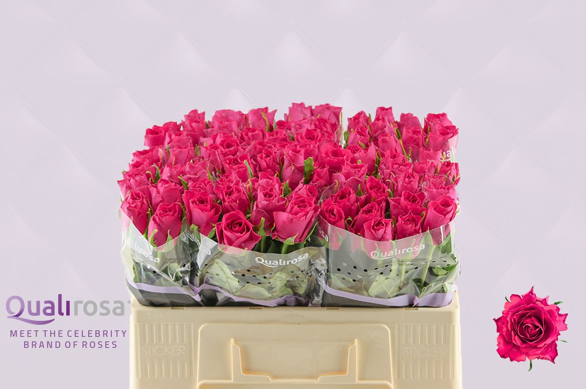 Срезанные цветы оптом Rosa large madam cerise от 80шт из Голландии с доставкой по России