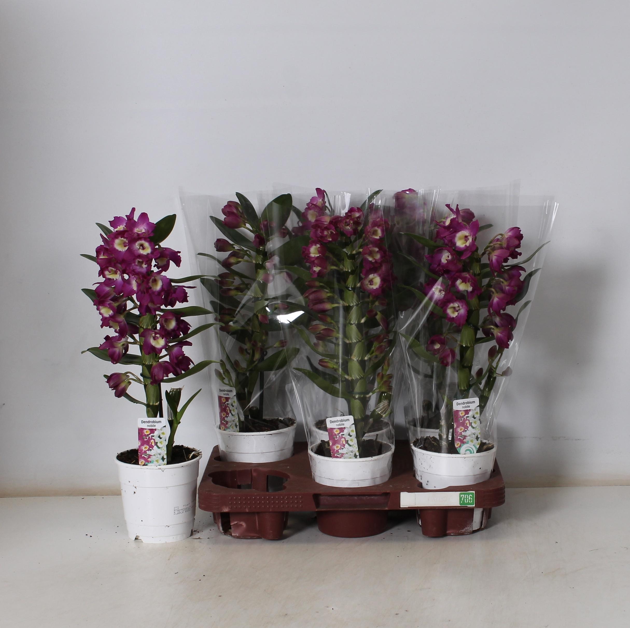 Горшечные цветы и растения оптом Dend Nobile от 6шт из Голландии с доставкой по России