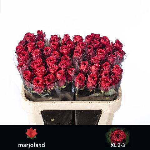 Срезанные цветы оптом Rosa large red naomi! XL от 50шт из Голландии с доставкой по России