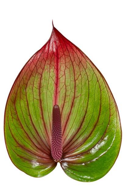 Срезанные цветы оптом Anthurium licosa 312 от 15шт из Голландии с доставкой по России Срезанные цветы оптом Anthurium licosa 312 от 15шт из Голландии с доставкой по России