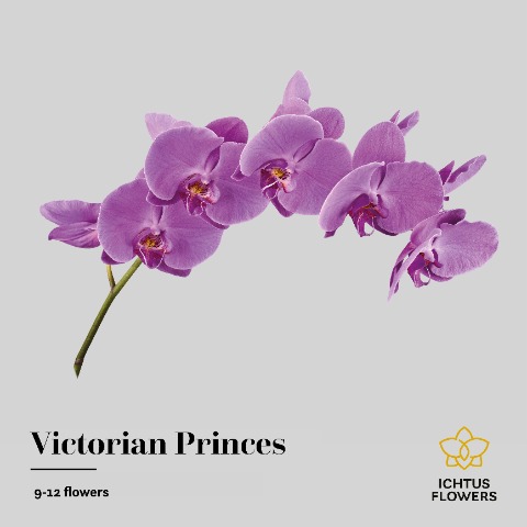 Срезанные цветы оптом Phalaenopsis victorian princess (per stem) от 6шт. из Голландии с доставкой по России