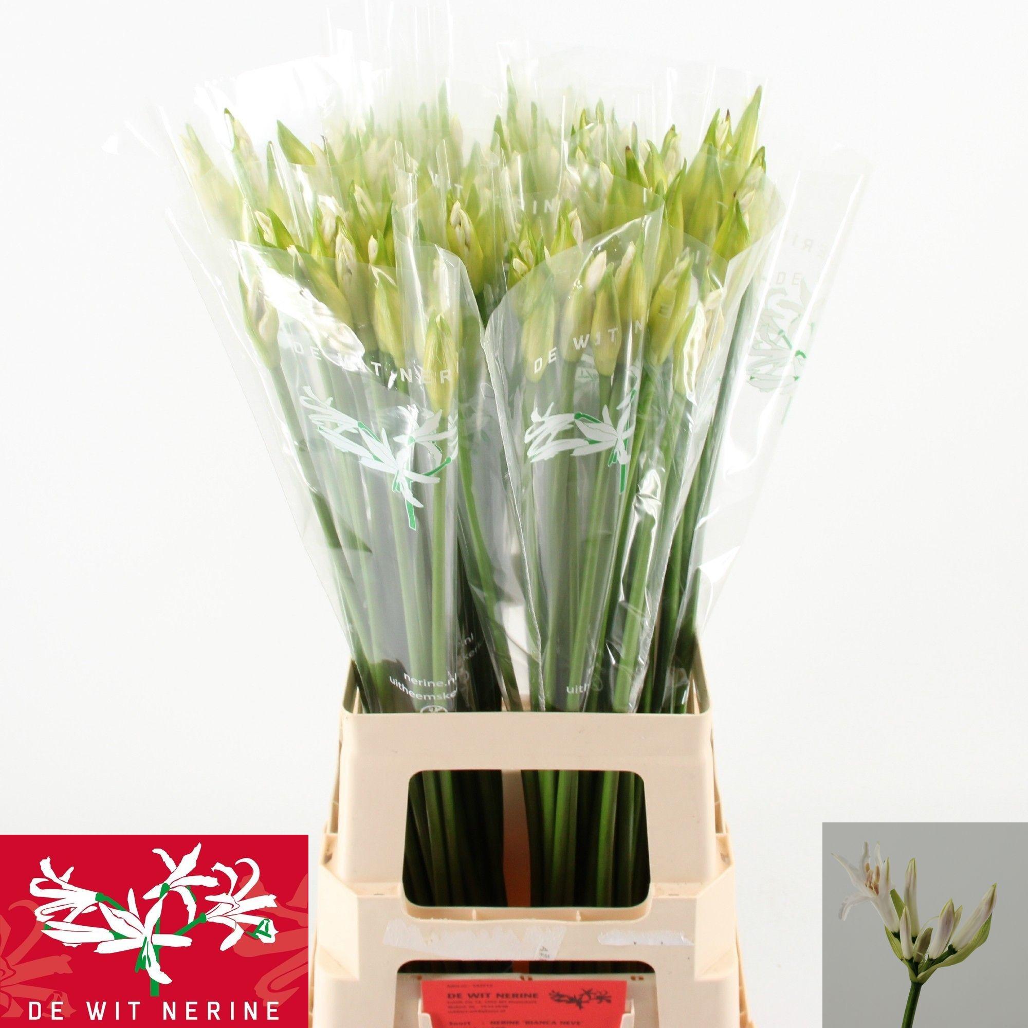 Срезанные цветы оптом Nerine bowdenii biancaneve от 100шт из Голландии с доставкой по России Срезанные цветы оптом Nerine bowdenii biancaneve от 100шт из Голландии с доставкой по России