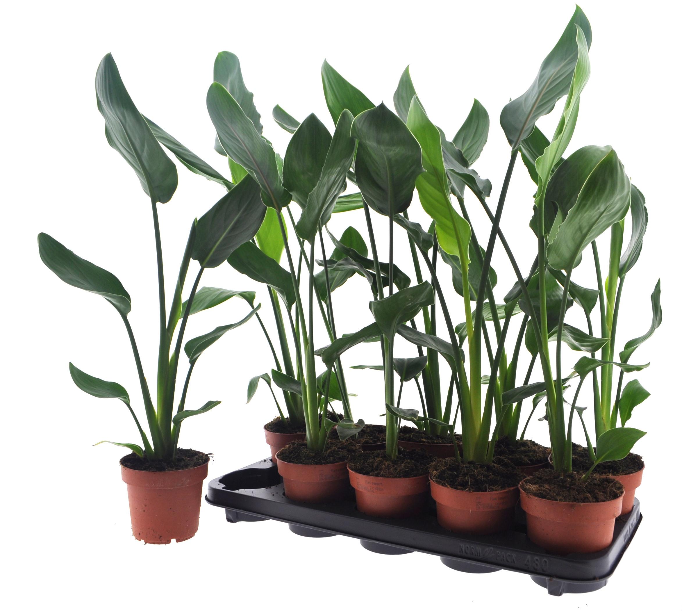 Горшечные цветы и растения оптом Strelitzia Reginae от 10шт из Голландии с доставкой по России