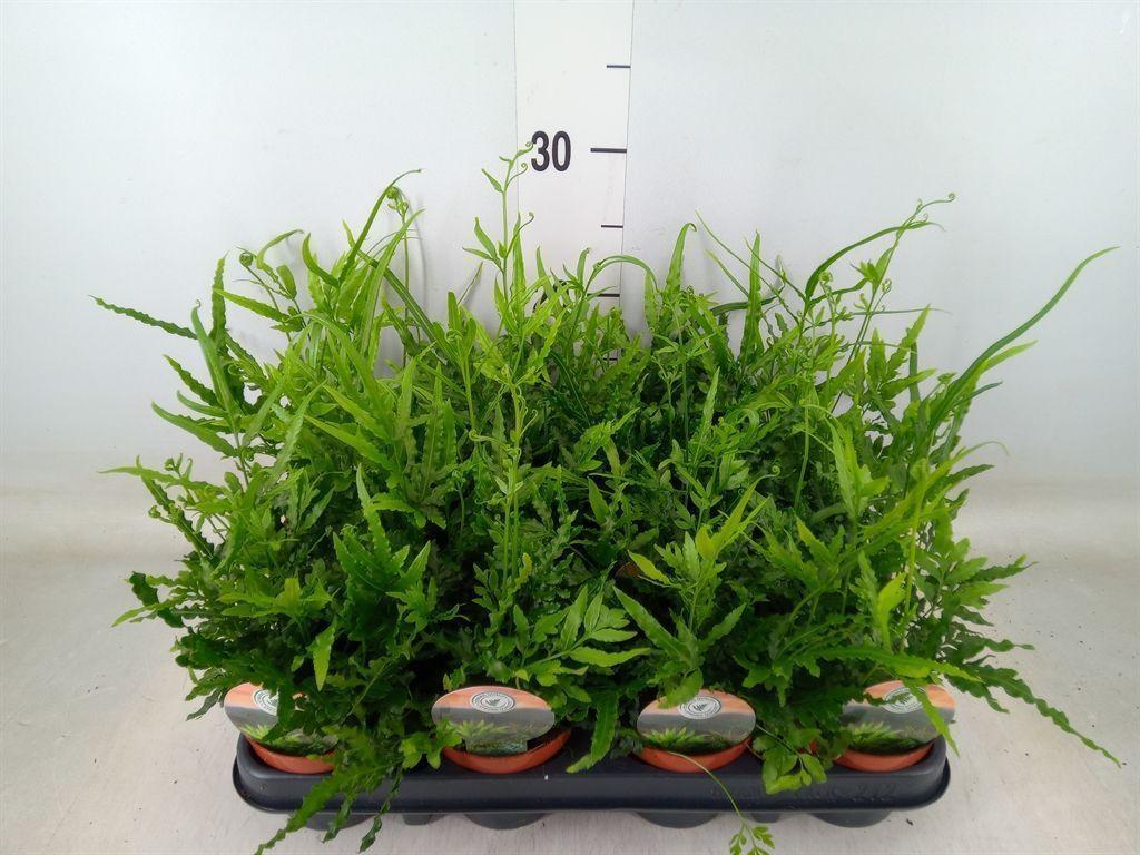 Горшечные цветы и растения оптом Pteris Ensiformis от 12шт (для телеги) из Голландии с доставкой по России