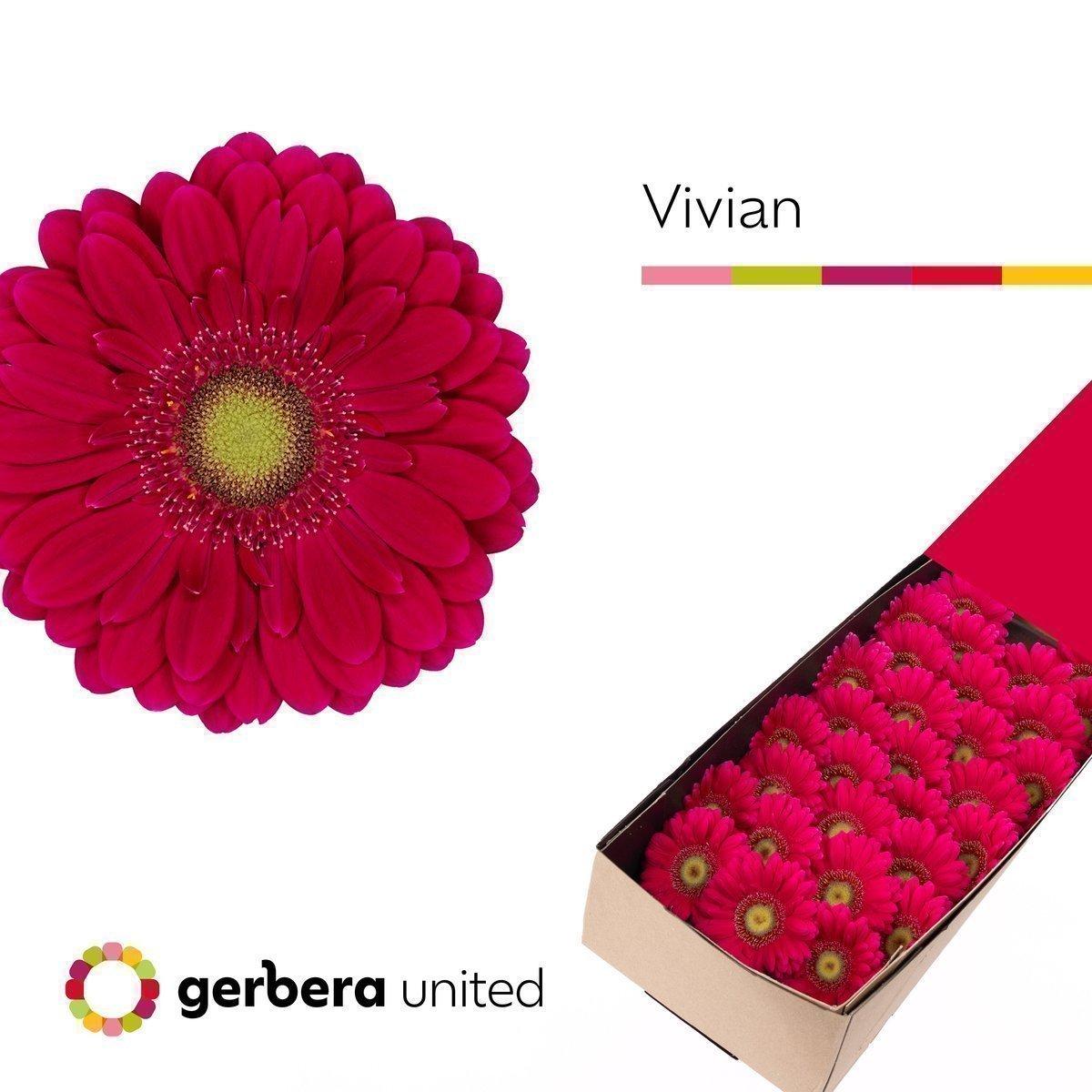 Срезанные цветы оптом Germini vivian от 60шт из Голландии с доставкой по России