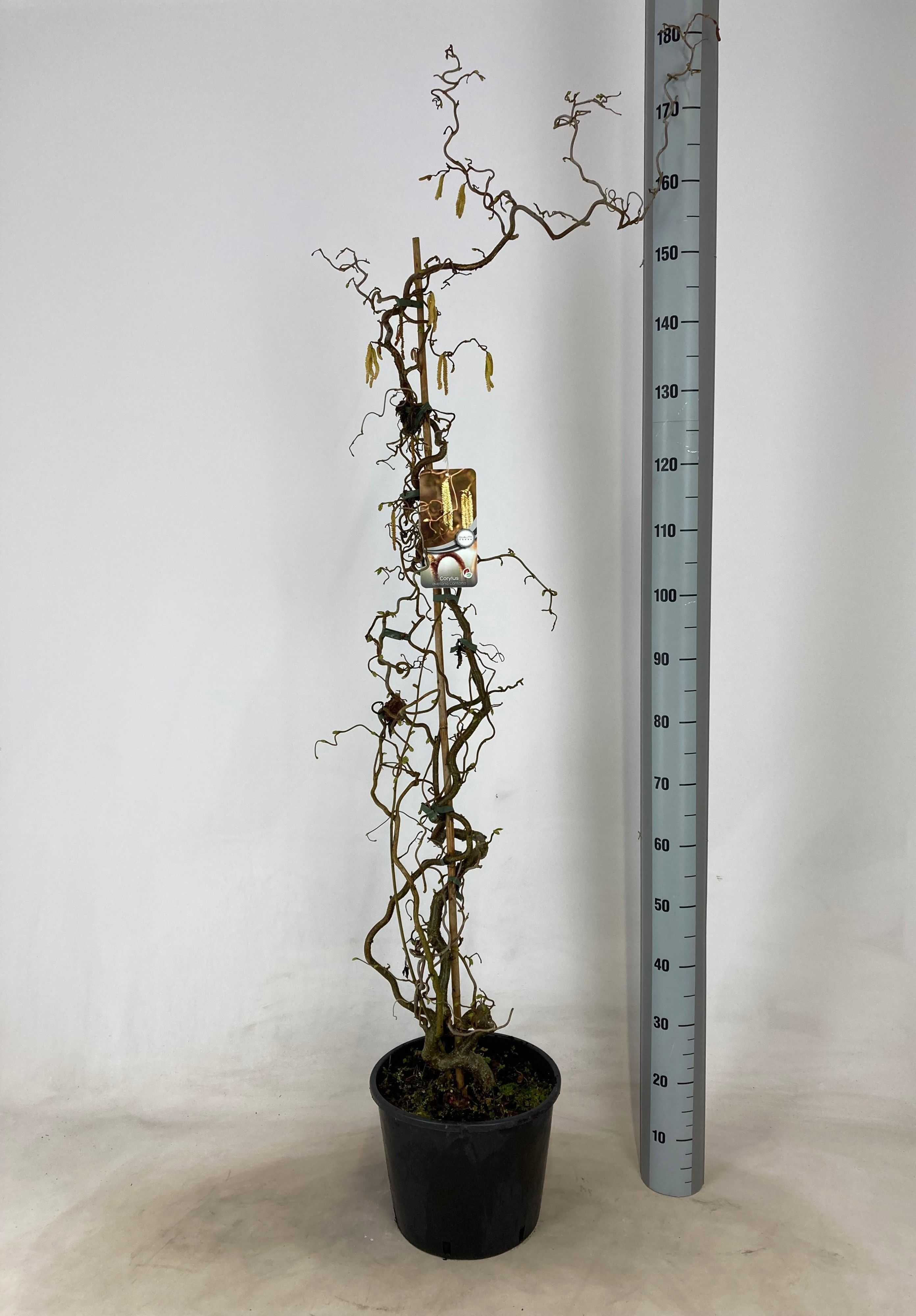 Горшечные цветы и растения оптом Corylus A Contorta от 1шт из Голландии с доставкой по России