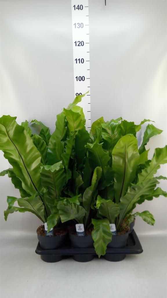 Горшечные цветы и растения оптом Asplenium Nidus от 6шт из Голландии с доставкой по России